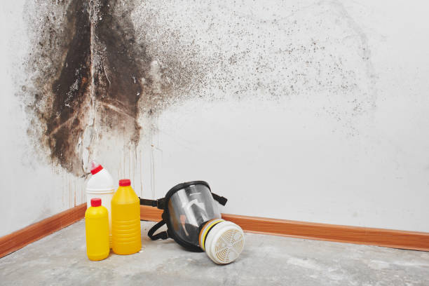 Best Professional Mold Removal  in Bethany, IL