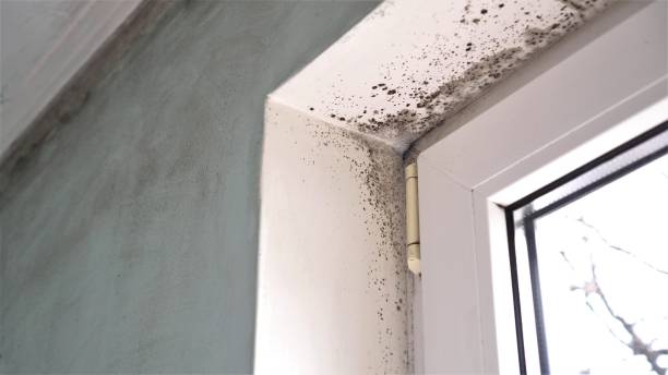 Best Residential Mold Removal  in Bethany, IL