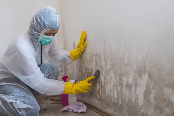 Best Mold Testing  in Bethany, IL
