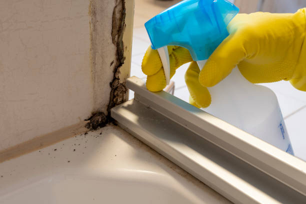 Best Mold Testing  in Bethany, IL