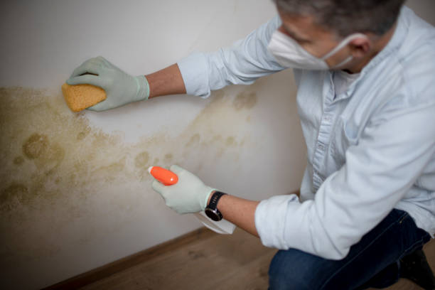 Best Mold Removal Specialists  in Bethany, IL