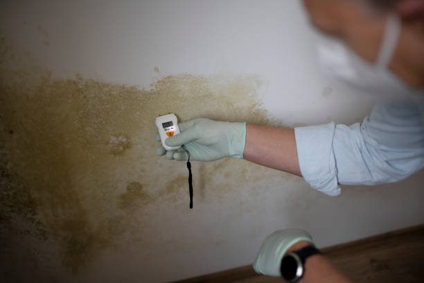 Best Home Mold Removal  in Bethany, IL
