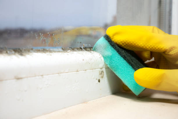 Best Office Mold Removal Services  in Bethany, IL