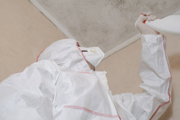 Best Commercial Mold Removal  in Bethany, IL