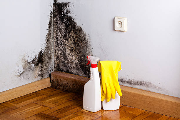 Best Professional Mold Removal  in Bethany, IL