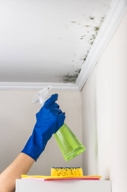 Best Crawl Space Mold Removal  in Bethany, IL
