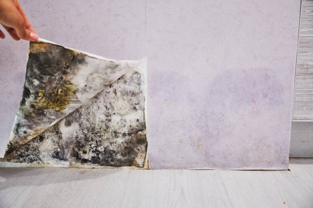 Trusted Bethany, IL Mold Removal Experts